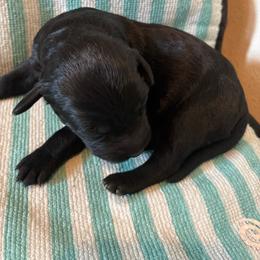 Sugar Plum - Black and white female Aussiedoodle puppy in Elk, Washington from James Ruby Farms