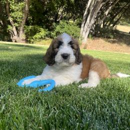 Saint Berdoodle Puppies from Country Manor Saint Berdoodles