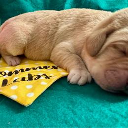 Yellow collar female 5th pick - Yellow female Labrador Retriever puppy in Stafford Township, New Jersey from SommerLabs