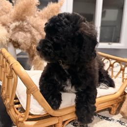 Flowers - Black and white female Sheepadoodle puppy in North Royalton, Ohio from Johnson's Doodles