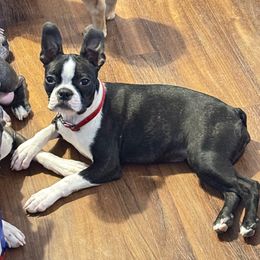 Raven - Boston Terrier