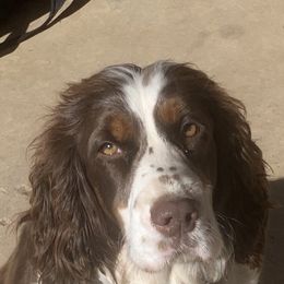 English Springer Spaniel puppies from Highlander Springers