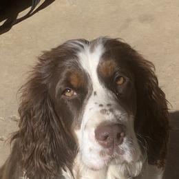 English Springer Spaniel puppies from Highlander Springers