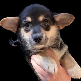 Wanda of Transylvania - Black and tan female American Corgi puppy in Grants Pass, Oregon from KnR Antler Dogs ~ Labrador Retrievers & Corgis