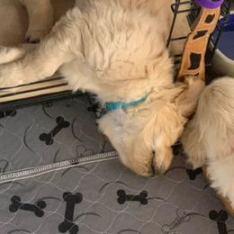 Golden Retriever Puppies from Daniel Ranch Golden Retrievers