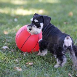 Miniature Schnauzer Puppies from Snowflake Schnauzers