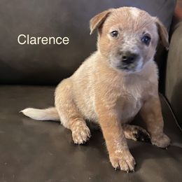 Australian Cattle Dogs from Tall Pines Cattle Dogs
