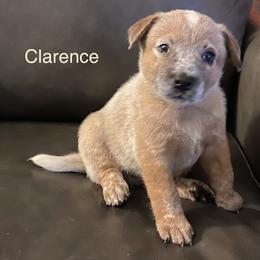 Australian Cattle Dogs from Tall Pines Cattle Dogs