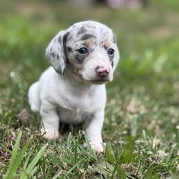 CKC Blue and cream dapple piebald Smoothcoat - Blue and cream female Dachshund puppy in Anderson, California from Golden Paws Dachshunds