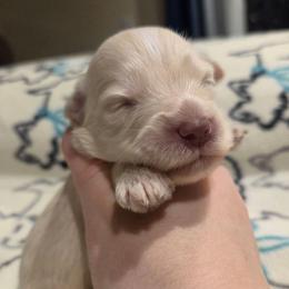 Clementine - Wheaten female Miniature Schnauzer puppy in Graham, Washington from Olivia's Miniature Schnauzer's