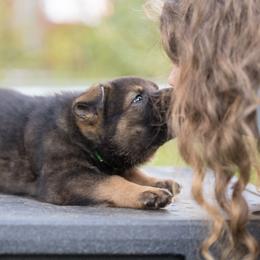 German Shepherd Puppies from Zwinger Vom Rabenauge
