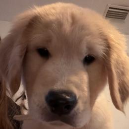 Grayson - Light golden male Golden Retriever puppy in Ormond Beach, Florida from Sterling Run Retrievers