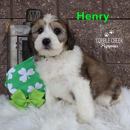 Henry - Sable male Bernedoodle puppy in Heyworth, Illinois from Cobble Creek Puppies