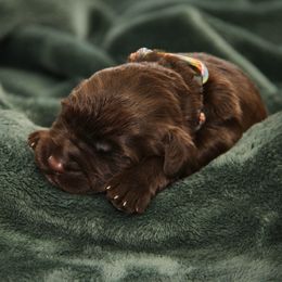 Frenchy - Chocolate female Australian Labradoodle puppy in Stanwood, Washington from Victoria Creek Australian Labradoodles