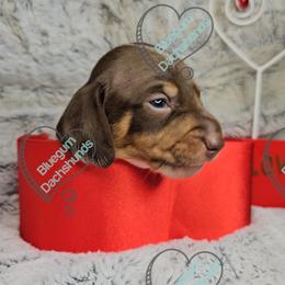 Choco - Piebald male Dachshund puppy in Herald, California from Bluegum Dachshunds