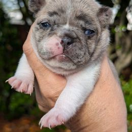 French Bulldog Puppies from Cedar Grove Bullies