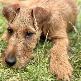 Irish Terrier Puppies from Red Branch Irish Terriers