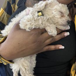 Poodle Puppies from J'Adore Doodles