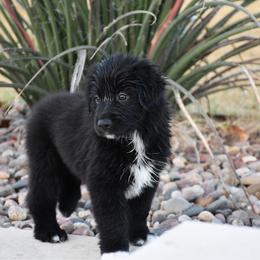 Spruce - Black & white male Australian Shepherd puppy in Stephenville, Texas from Rockin B Australian Shepherds