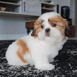 AKC Red and White Parti Male 2 - Red and white male Shih Tzu puppy in Las Vegas, Nevada from Beirin Breige Shih Tzus