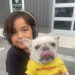 French Bulldog Puppies from Lola’s Frenchies