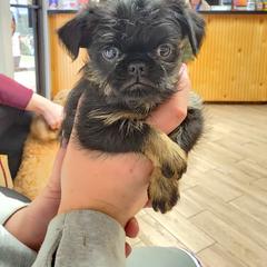 Brussels Griffon and Italian Greyhound Puppies from Adornare Kennels