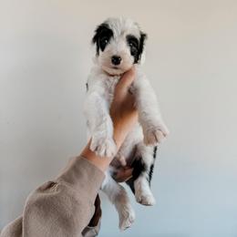Robbie - Black and white male Sheepadoodle puppy in Wabash, Indiana from DOODCompany