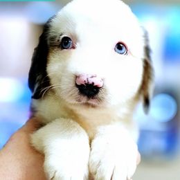 Buzz - Blue merle male Miniature Australian Shepherd puppy in Punta Gorda, Florida from Christie's Creekside Aussies