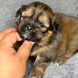 Ckc Simon - Red and tan male Shih Tzu puppy in Roseville, Michigan from Diamond Paws LLC