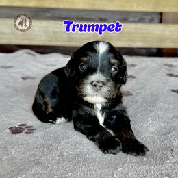 Trumpet - Tri-color male Bernedoodle puppy in Banner Elk, North Carolina from Walnut Tree Bernedoodles