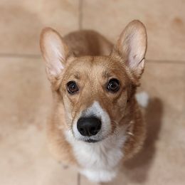 Leeloo - Pembroke Welsh Corgi