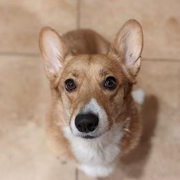 Leeloo - Pembroke Welsh Corgi
