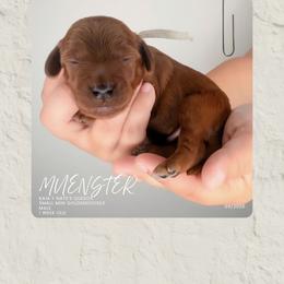 Muenster - Red  male Goldendoodle puppy in Garden Grove, California from Sunkissed Doodles
