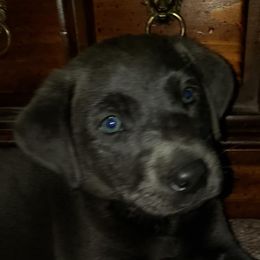 Dilute Retrievers and Labrador Retrievers from Tanya Jenson