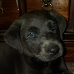 Dilute Retrievers and Labrador Retrievers from Tanya Jenson