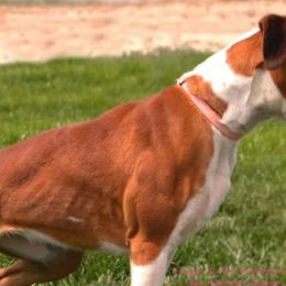 Boxers and French Bulldogs from Blue line French Bulldogs and Boxers