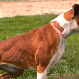 Boxers and French Bulldogs from Blue line French Bulldogs and Boxers