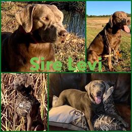 Levi - Labrador Retriever