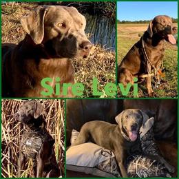 Levi - Labrador Retriever