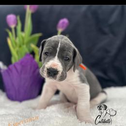 Esperanza - Blue and white female Great Dane puppy in Liberty, New York from Catskills Greatest Danes