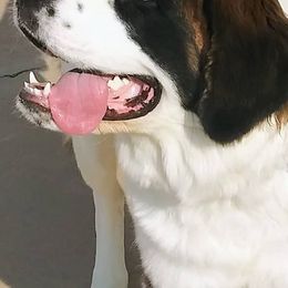 Saint Bernards from Sadee’s Saints