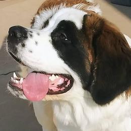 Saint Bernards from Sadee’s Saints