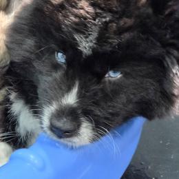 Zeekie - Black and white male Siberian Husky puppy in East Tawas, Michigan from BurnsBerg's Woolies