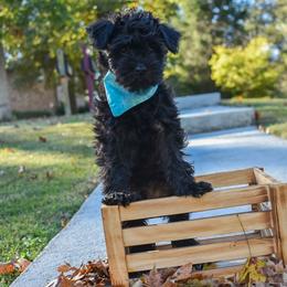 Miniature Schnauzers from Surely Blessed Mini Schnauzers