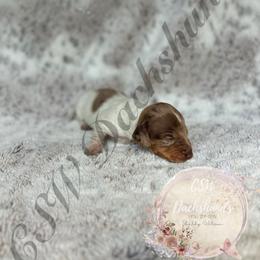 Dachshund Puppies from CSW Dachshunds