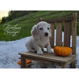Mochi - Mini Clear Cream - Pink Nose 4800 (NO BREEDERS PLEASE) - Cream female Dachshund puppy in Tennessee from Farmhouse Sausages