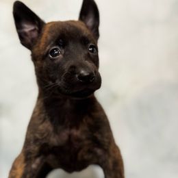 Autumn - Black brindle female Dutch Shepherd puppy in Clarksville, Tennessee from Vuurhart Herders