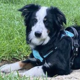 Miniature Australian Shepherds from Family Tradition