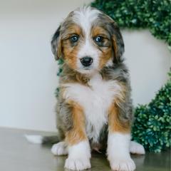 Hobart - male Australian Mountain Doodle puppy in Spanish Fork, Utah from K Brand Doodles