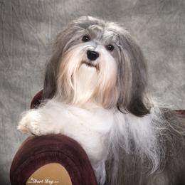 Merci - Havanese